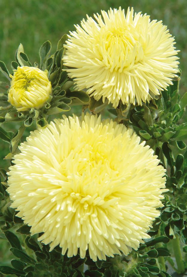 Aedaster "Pompon" Žalia stotele 0,5 g