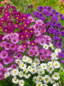 Aster novi-belgii Mixed P9 pott