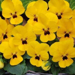 Виола рогатая Petit Yellow / Blotch