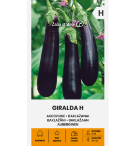 Baklažaan "Giralda H" Žalia stotele 0,1 g