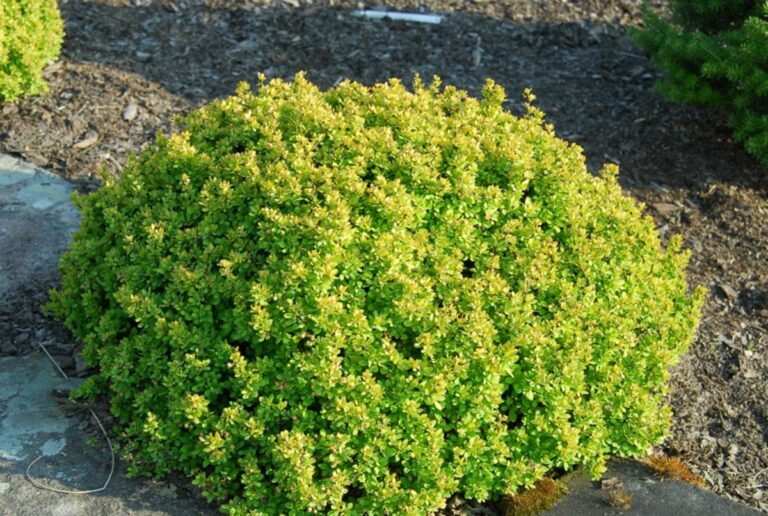 Berberis thunbergii "Kobold"