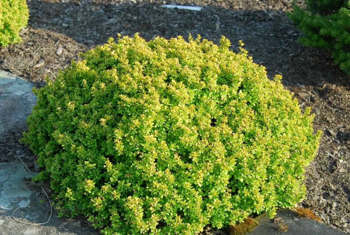 Berberis thunbergii "Kobold"