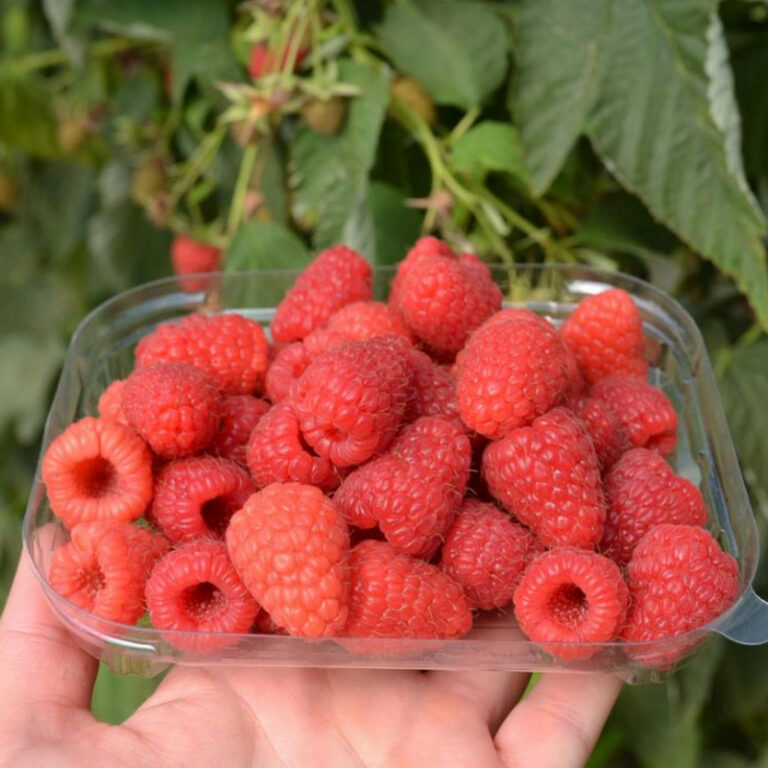 Малина "Baron" (Rubus idaeus "Baron"), 0,5 л
