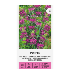 Monarda fistulosa L. Purple