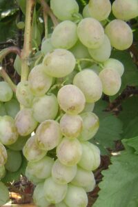 Vitis vinifera "Lebedevskaja"