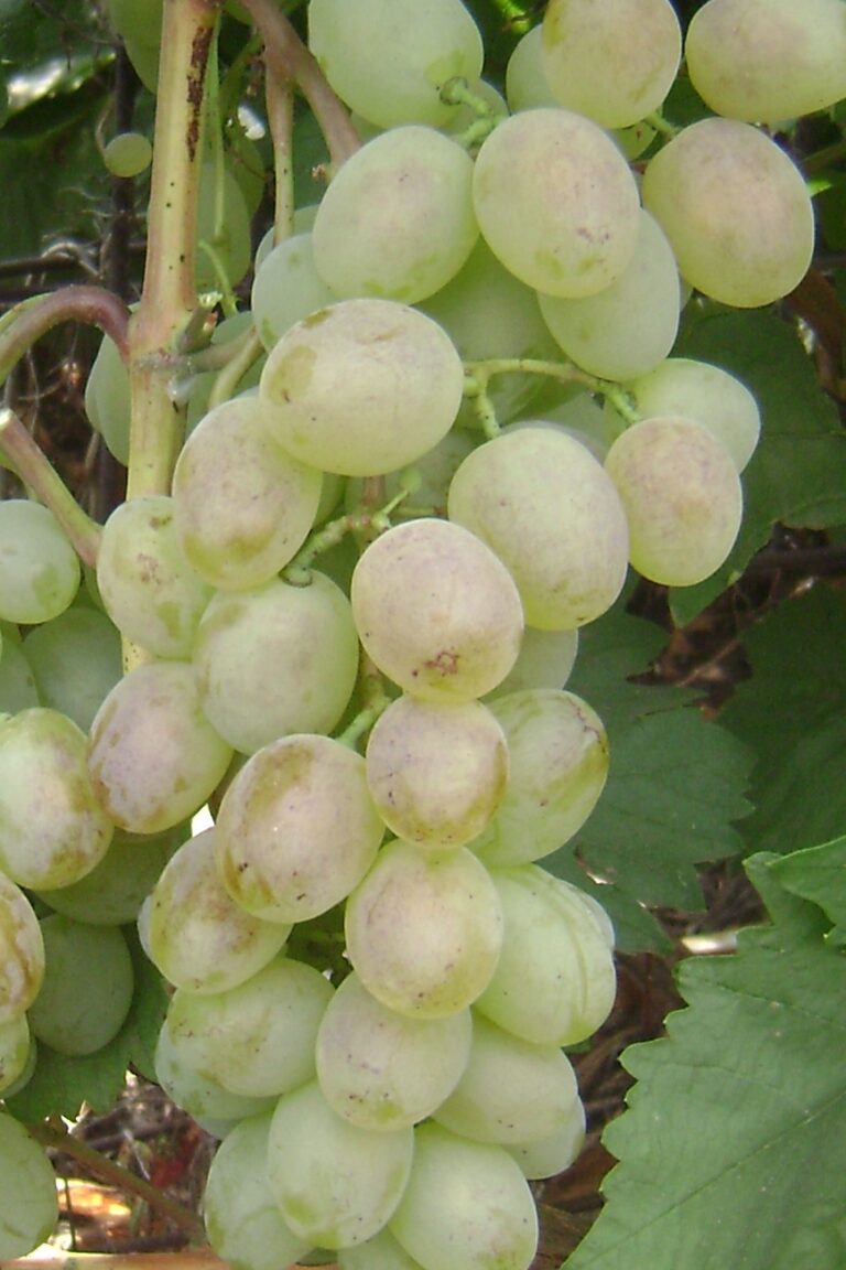 Vitis vinifera "Lebedevskaja"