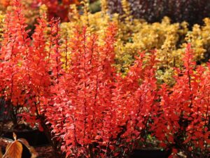 Berberis thunbergii "Powwow"
