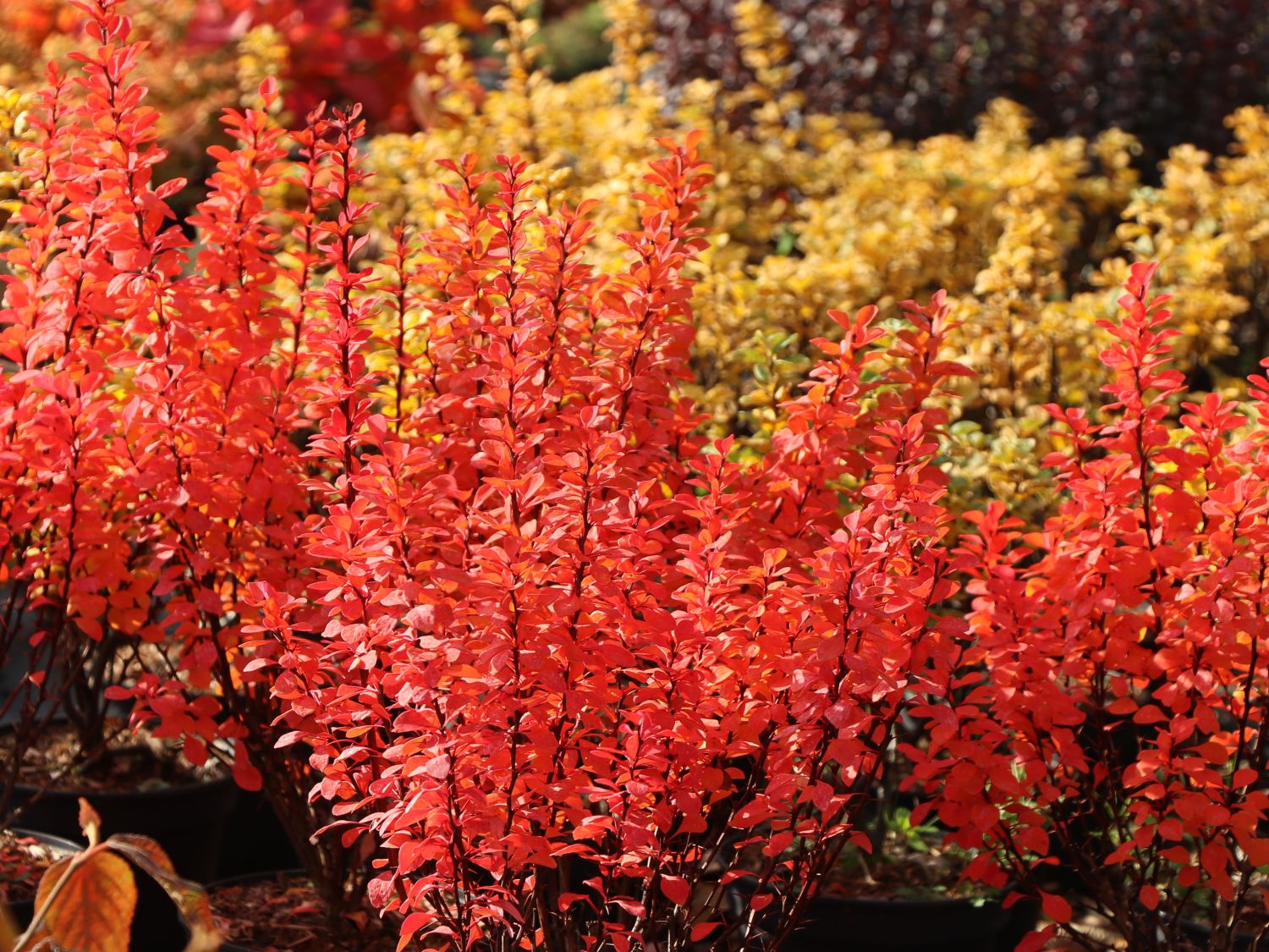 Berberis thunbergii "Powwow"