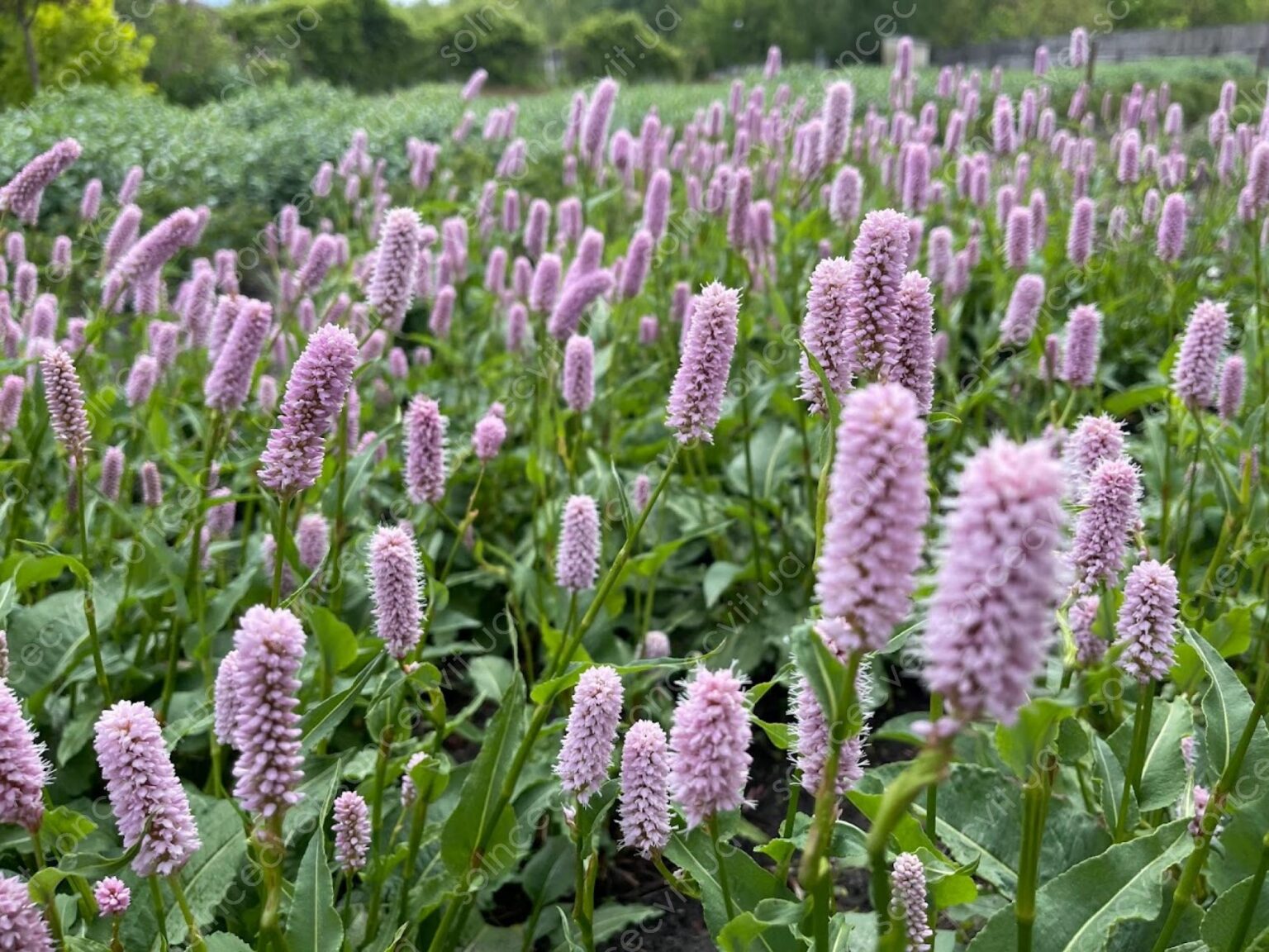 Persicaria bistorta "Superba"