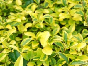 Berberis thunbergii "Evita"