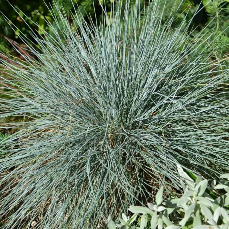 Festuca cinerea
