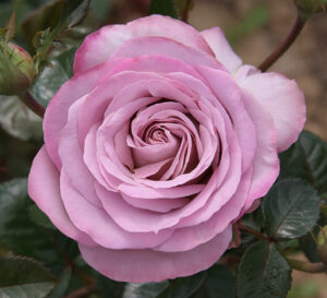 Rosa "Blue Girl" (Sautari)
