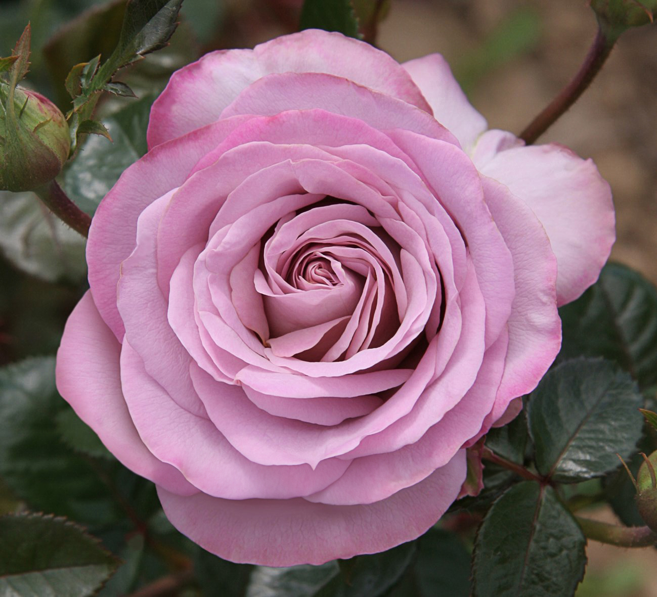 Rosa "Blue Girl" (Sautari)