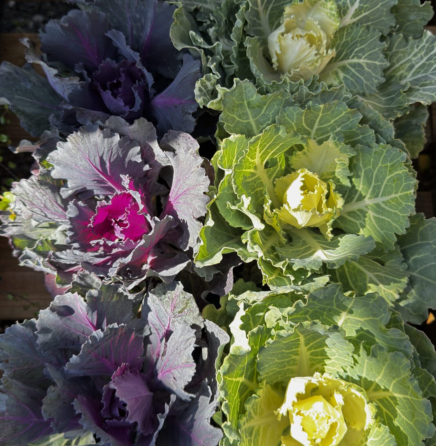 Brassica oleracea
