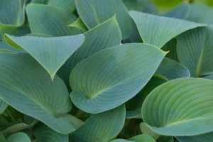 Hosta × tardiana "Halcyon"