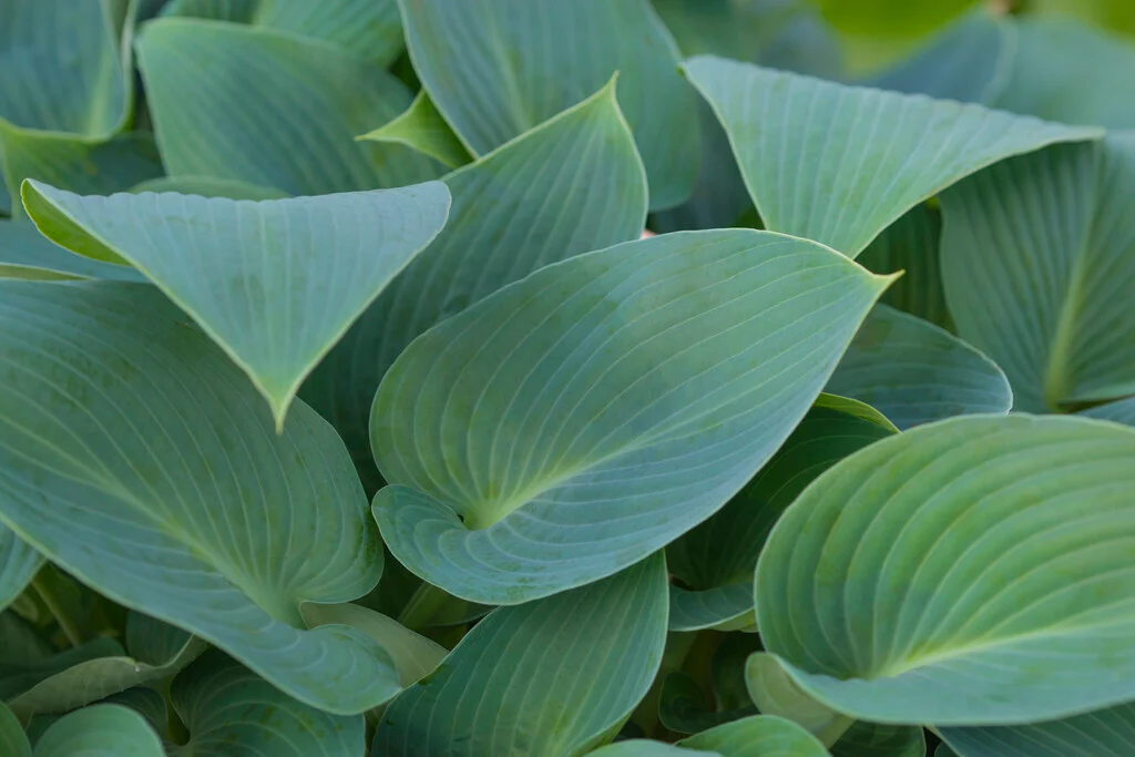 Hosta × tardiana "Halcyon"