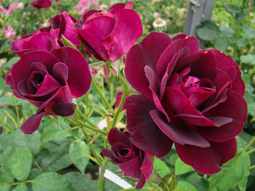 Rosa "Burgundy Ice"