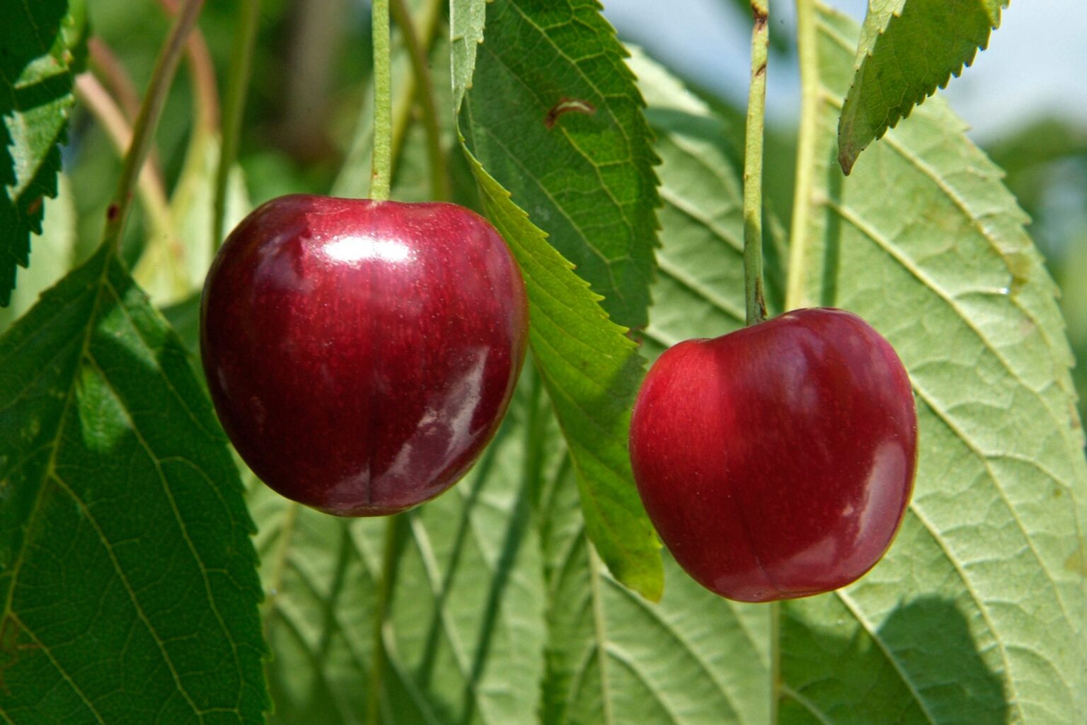 Prunus avium "Kompaktnaja"