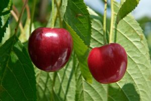 Prunus avium "Kompaktnaja"