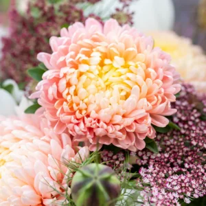 Hiina aedaster "Duchesse Apricot" AKONE 0,3 g