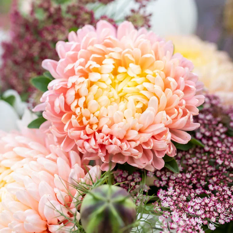 Hiina aedaster "Duchesse Apricot" AKONE 0,3 g