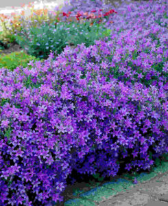 Campanula portenschlagiana