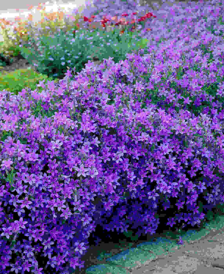 Campanula portenschlagiana