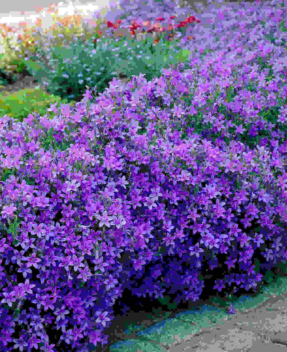 Колокольчик Портеншлага (Campanula portenschlagiana)