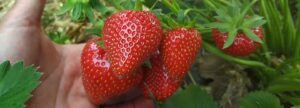 Fragaria ananassa "Verdi"