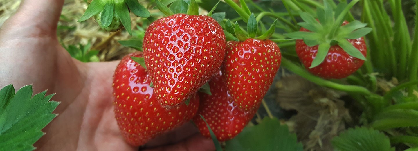 Garden strawberry "Verdi"