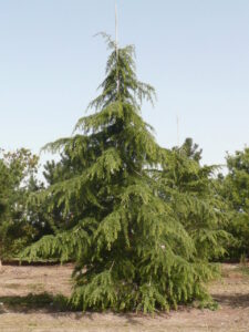 Cedrus deodara