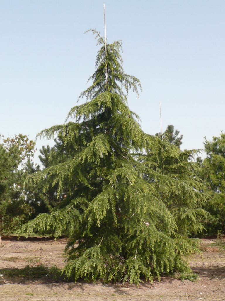 Cedrus deodara