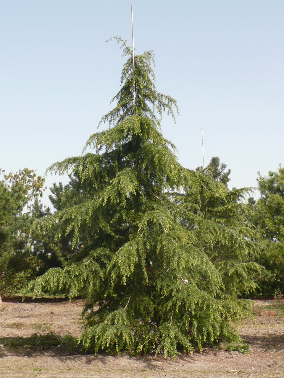 Cedrus deodara