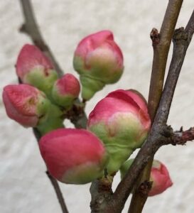 Flowering quince "Pink Lady"