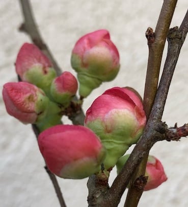 Chaenomeles superba "Pink Lady"