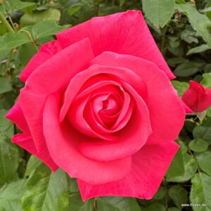 Rosa "Cherry Lady"