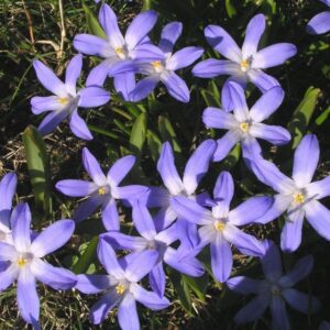 Chionodoxa Luciliae 4/5