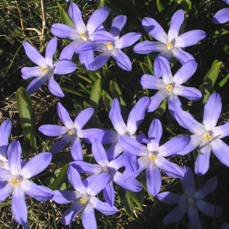 Chionodoxa Luciliae 4/5