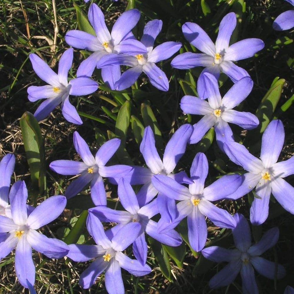 Chionodoxa Luciliae 4/5