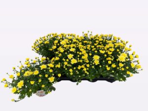 Chrysanthemum, sidrunkollane