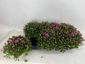 Chrysantemum Gardenmum Rose