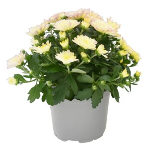 Chrysanthemum, valge