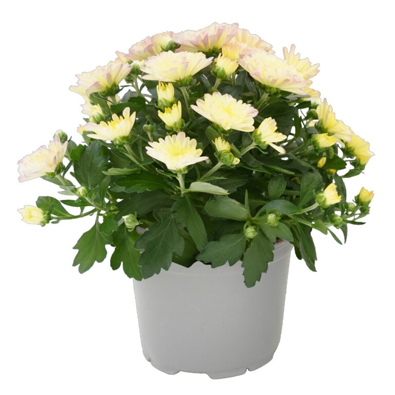 Chrysanthemum, valge
