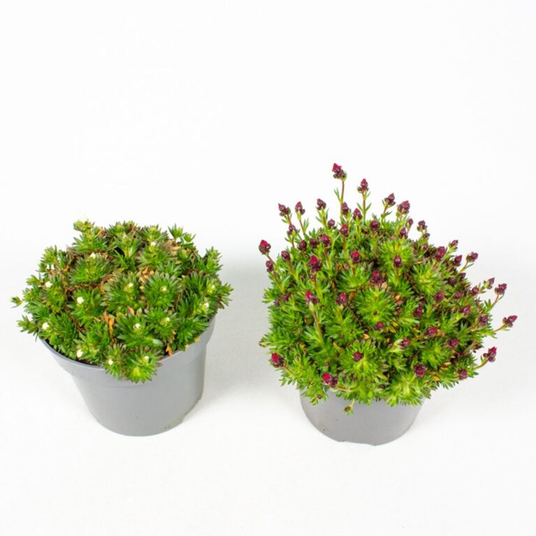 Saxifraga 9cm pott