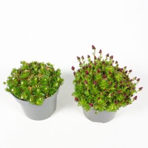 Saxifraga