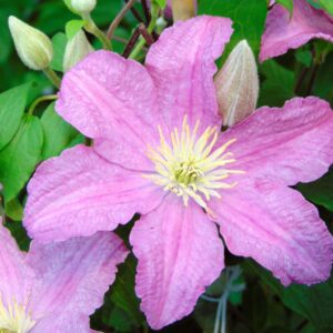 Clematis "Comtesse de Bouchaud"