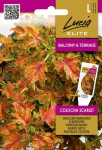Kirinõges Blumei "Colocha Scarlet" Lucia ELITE 25 s.