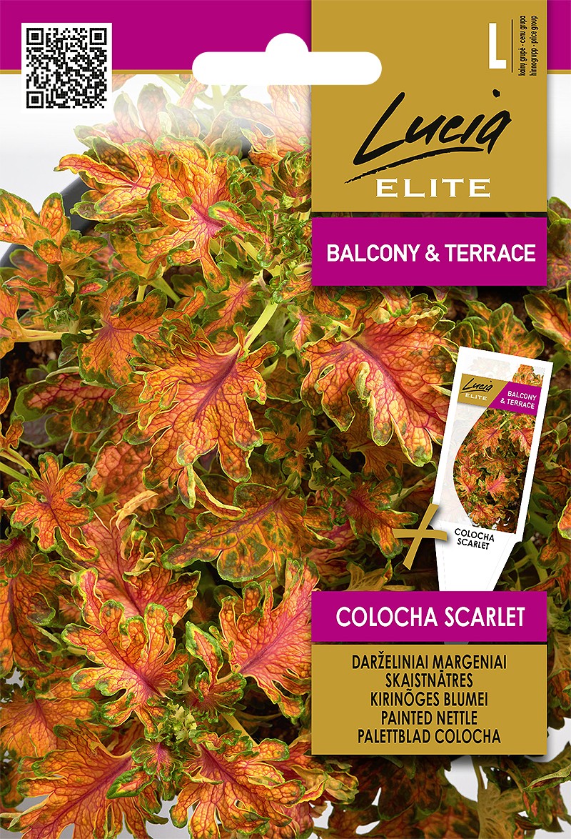 Kirinõges Blumei "Colocha Scarlet" Lucia ELITE 25 s.