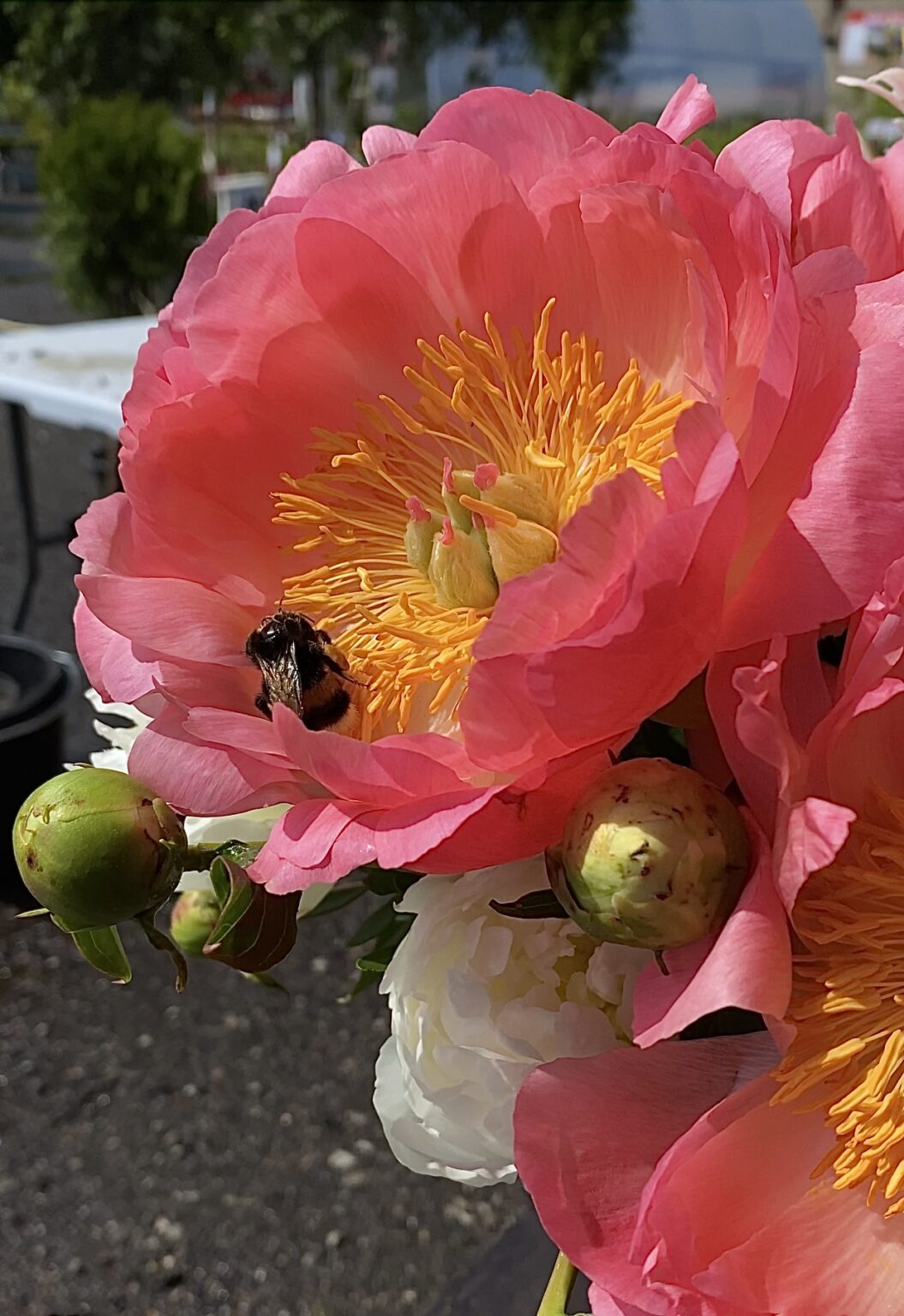 Paeonia hibrīds "Coral Sunset"