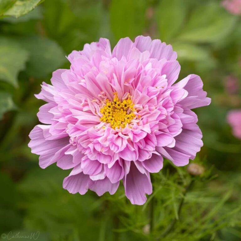 Kosmos "Double Dutch Rose" Lucia ELITE 0,3 g